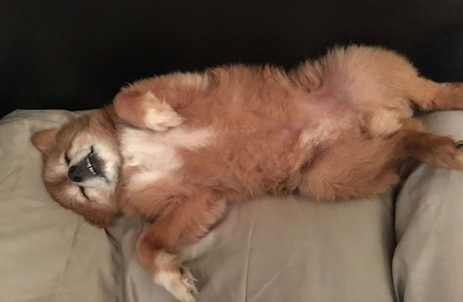 Bruno, the Pomeranian