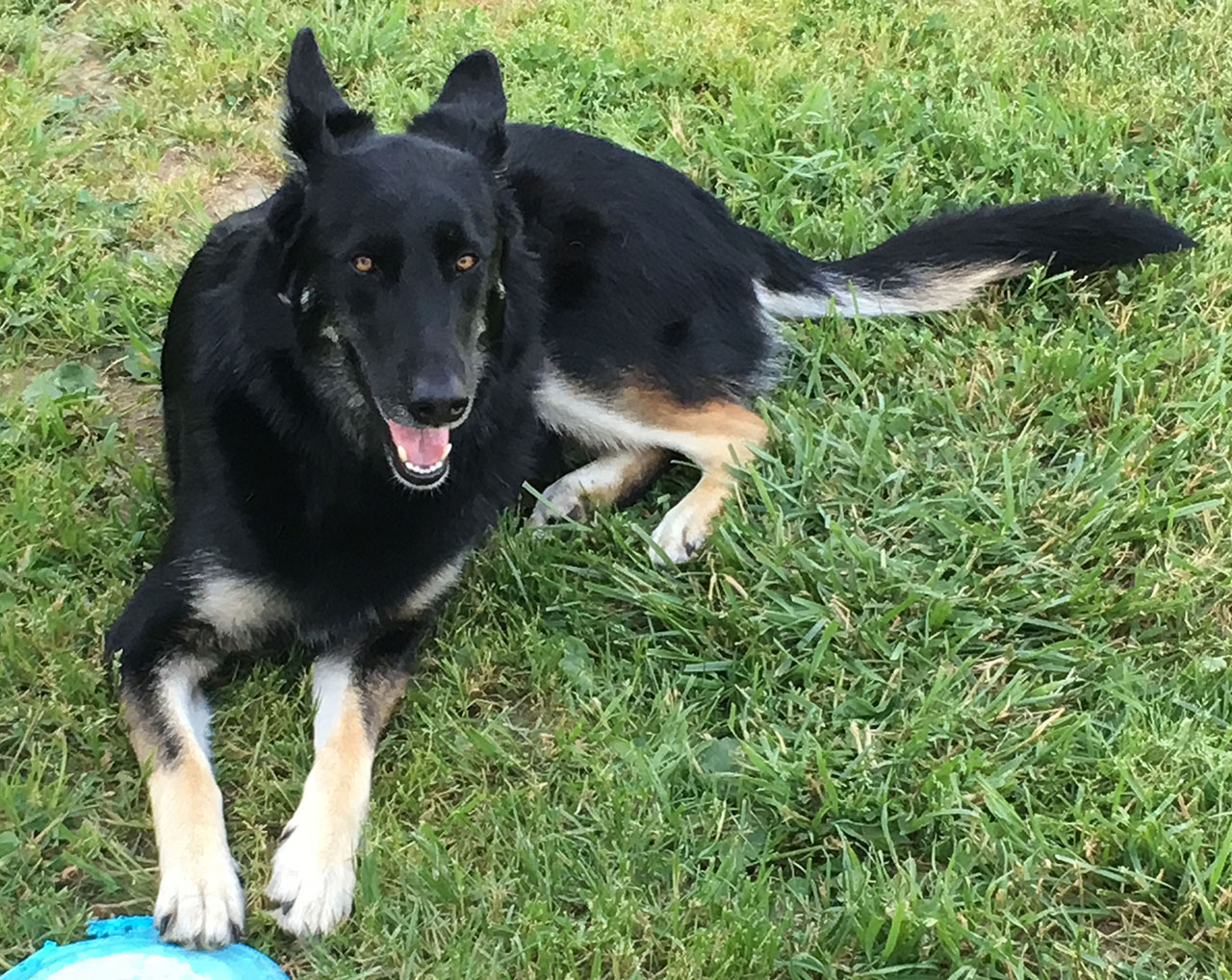 picture of Niko, the GSD/Husky