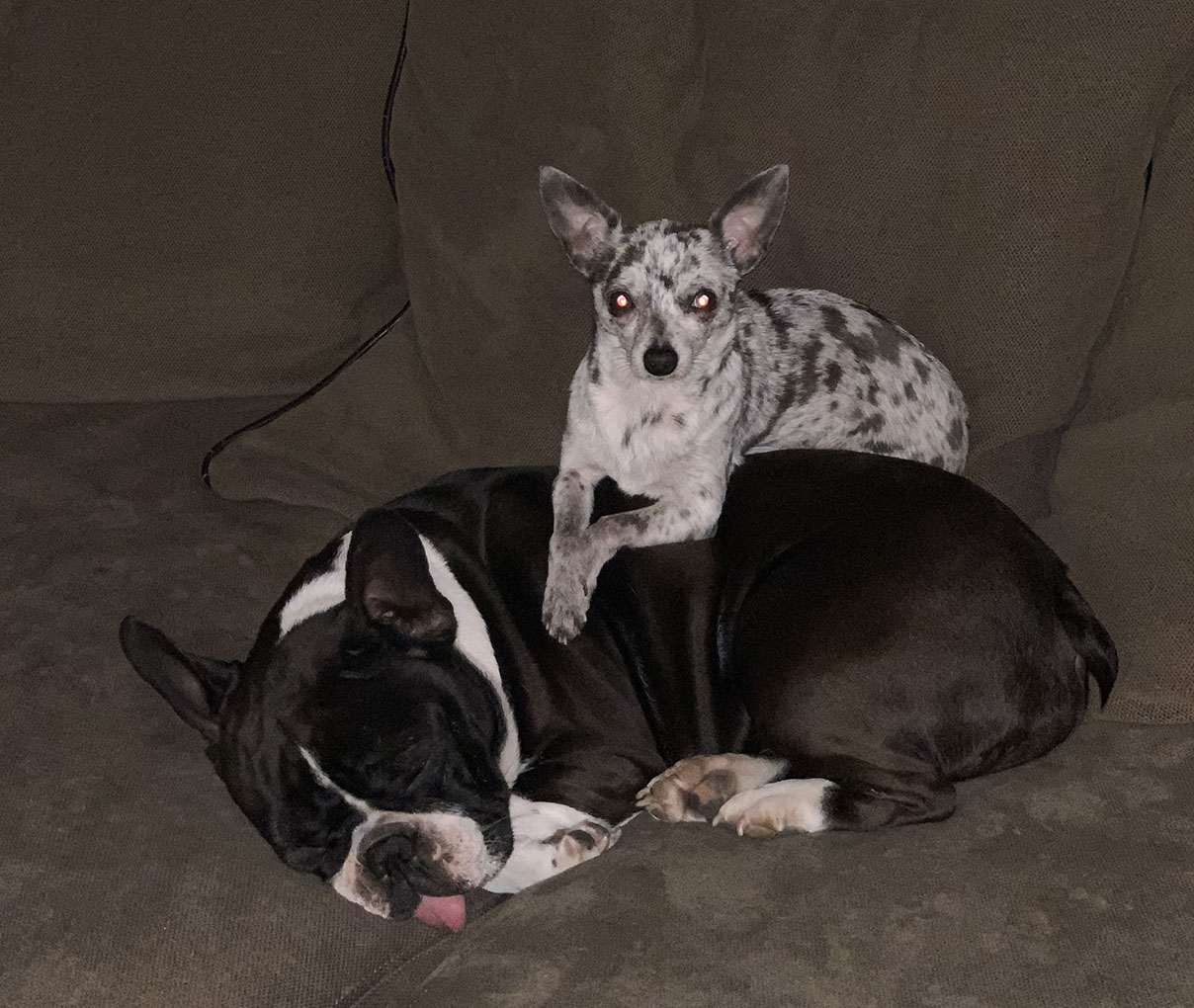Tiki the Chihuahua laying on top of Pepper, the Boston Bull Terrier/Pit Bull