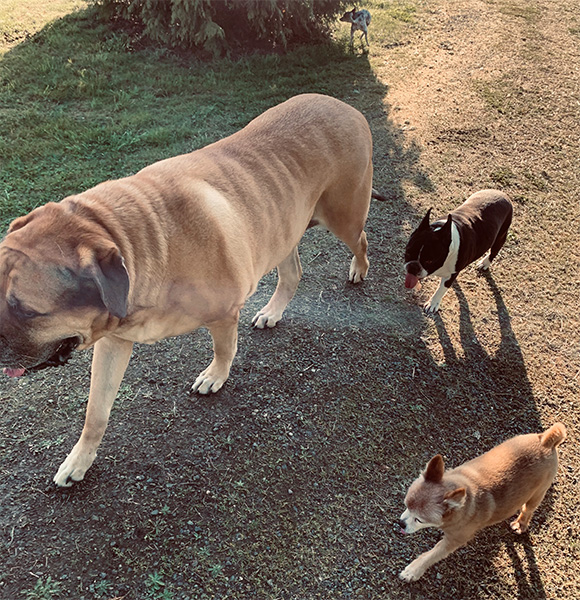 Bruno walking with most of his pack