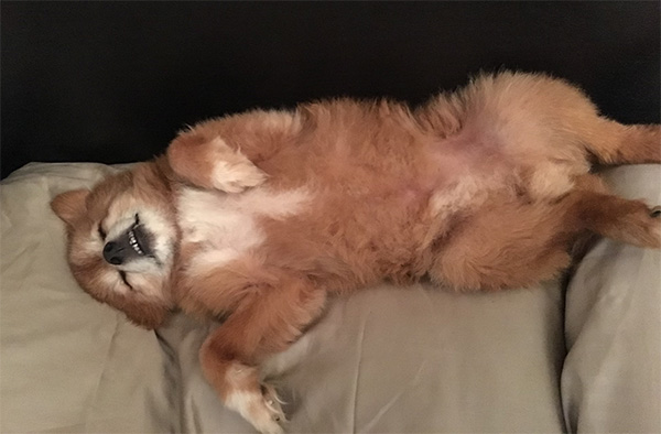 Bruno sleeping on his pillow