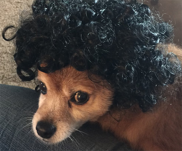Bruno wearing a curly black wig